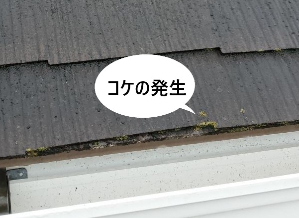 スレート　コケが発生